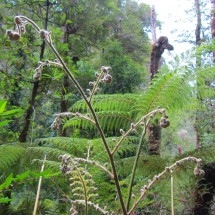 Dense cold rainforest on the way to the viewpoint Mirador de Glaciar